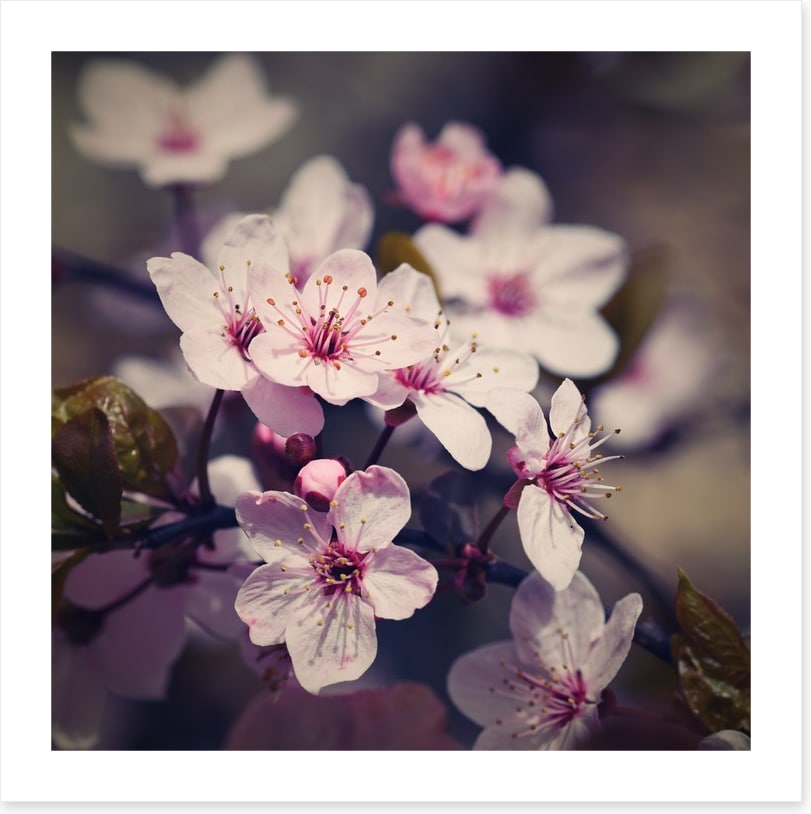 Eternal bloom