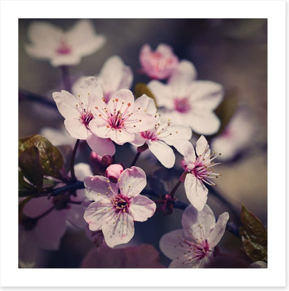 Eternal bloom