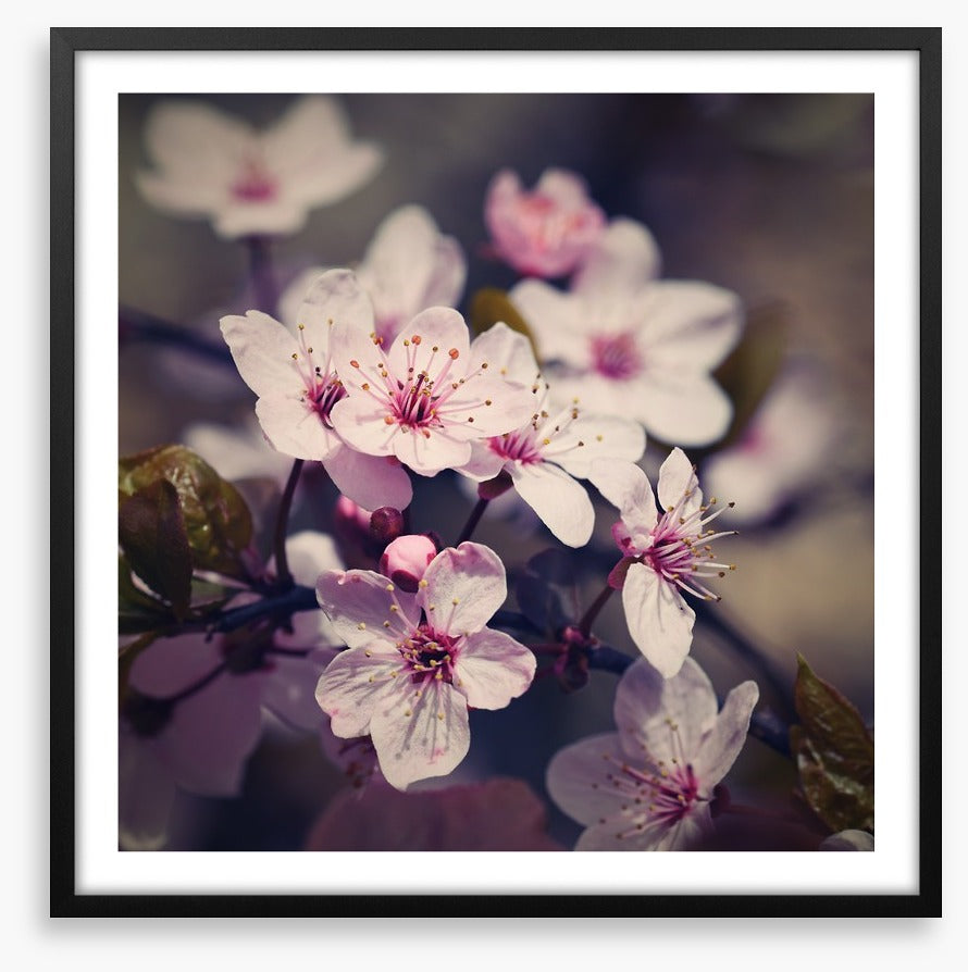 Eternal bloom