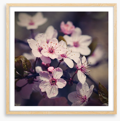 Eternal bloom
