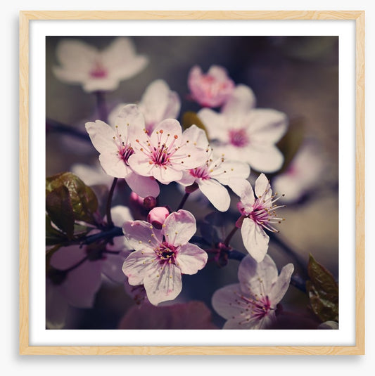Eternal bloom