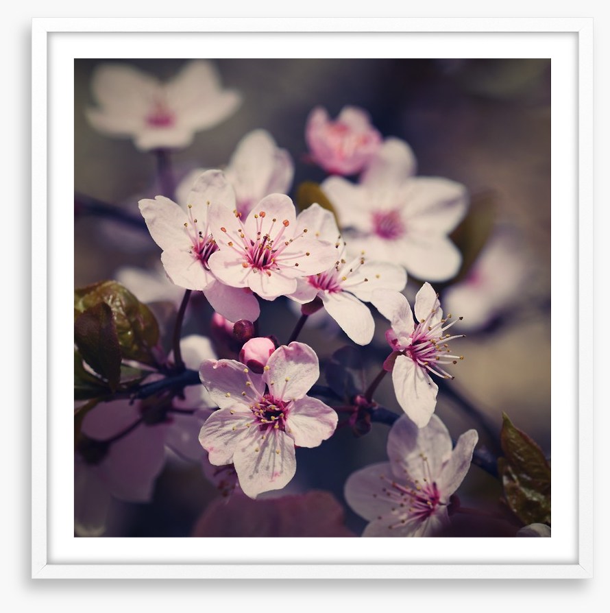 Eternal bloom