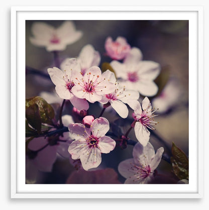 Eternal bloom