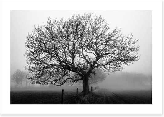 Bare bones