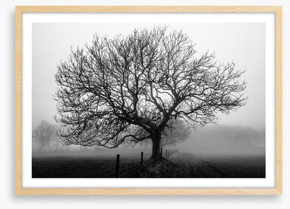 Bare bones
