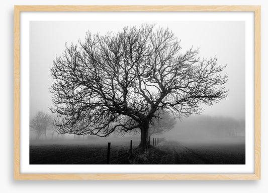 Bare bones