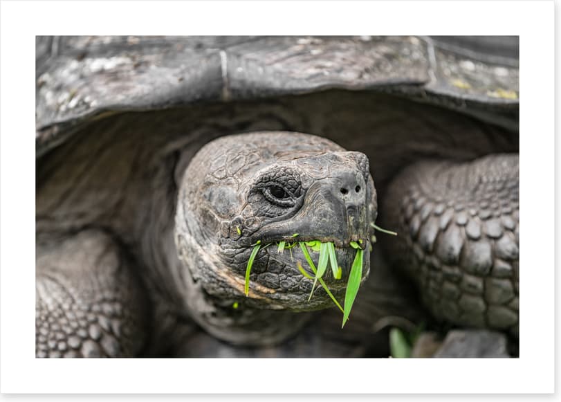 Reptiles / Amphibian