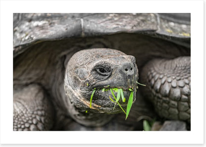 Reptiles / Amphibian