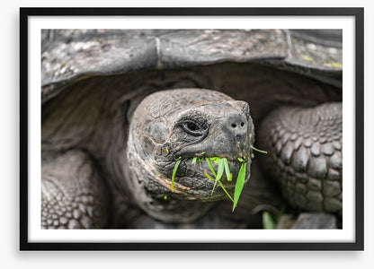 Reptiles / Amphibian