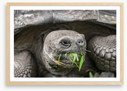 Reptiles / Amphibian
