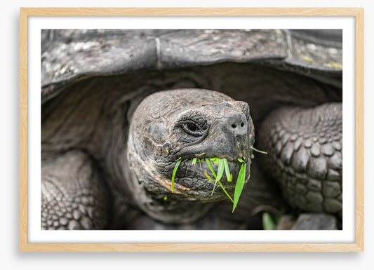 Reptiles / Amphibian