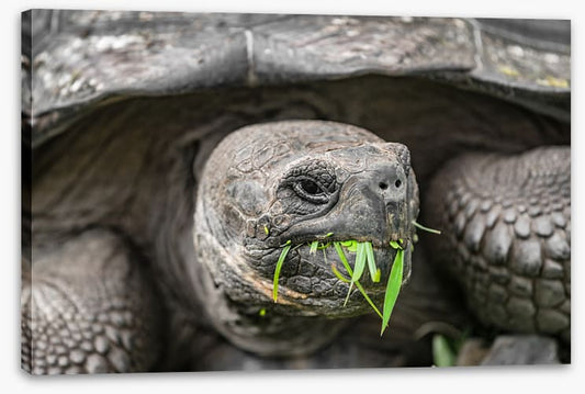 Reptiles / Amphibian