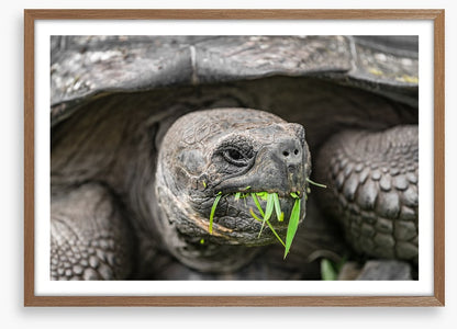 Reptiles / Amphibian