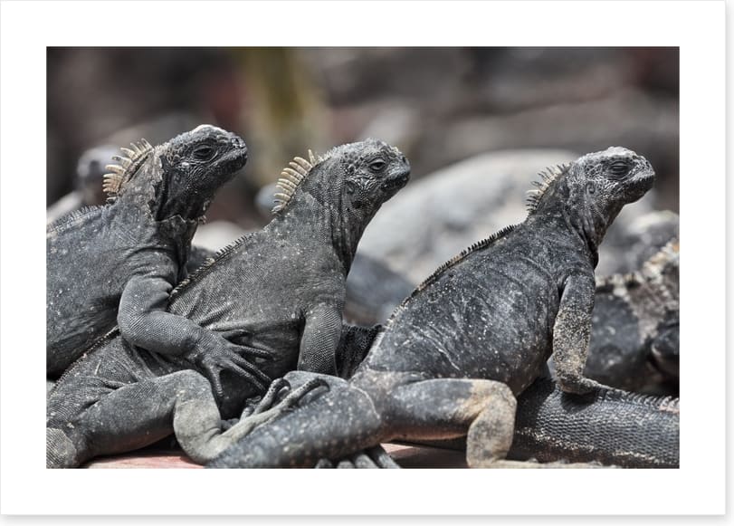Reptiles / Amphibian