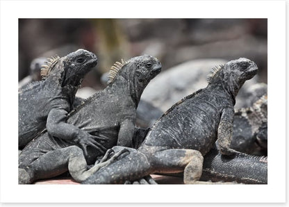 Reptiles / Amphibian