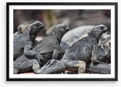 Reptiles / Amphibian