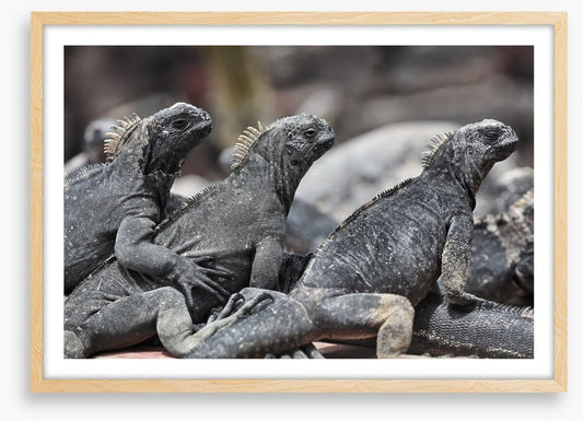 Reptiles / Amphibian