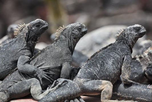 Reptiles / Amphibian