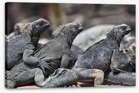Reptiles / Amphibian