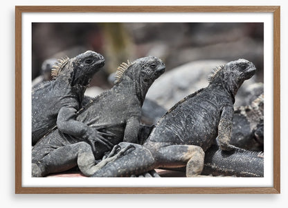 Reptiles / Amphibian