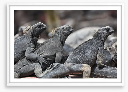 Reptiles / Amphibian