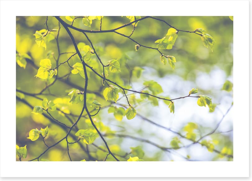 Sunlight leaves