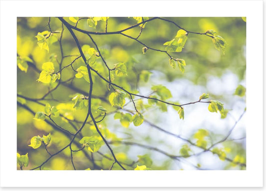 Sunlight leaves