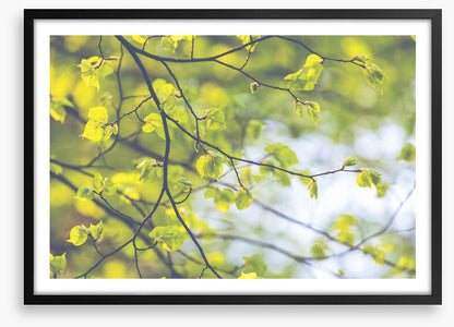 Sunlight leaves