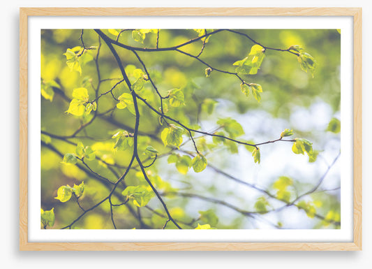 Sunlight leaves