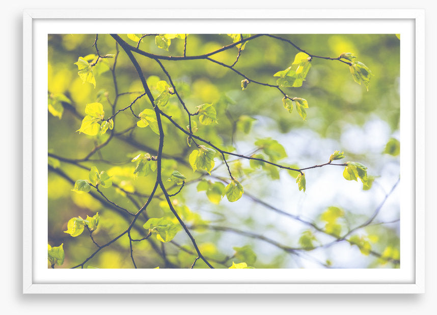 Sunlight leaves