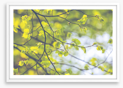 Sunlight leaves