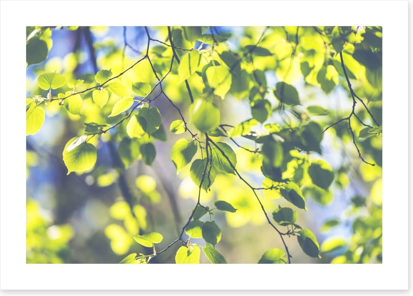 Sunshine leaves