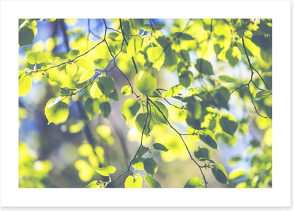 Sunshine leaves