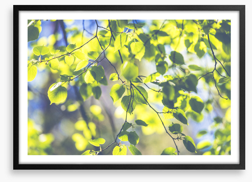 Sunshine leaves