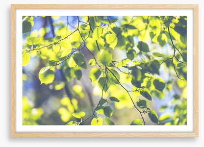 Sunshine leaves