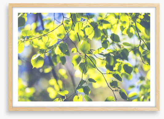 Sunshine leaves