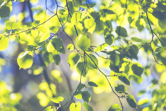 Sunshine leaves