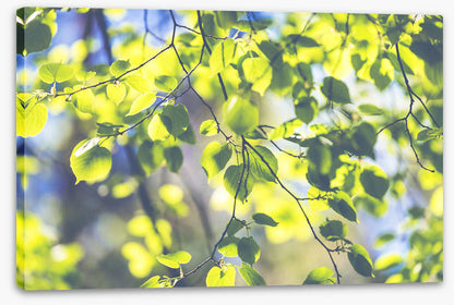 Sunshine leaves