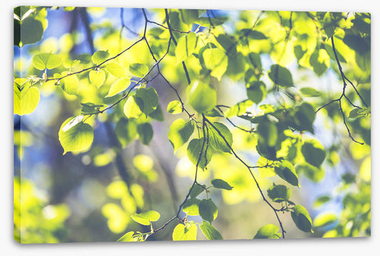 Sunshine leaves
