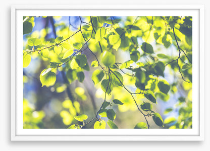 Sunshine leaves