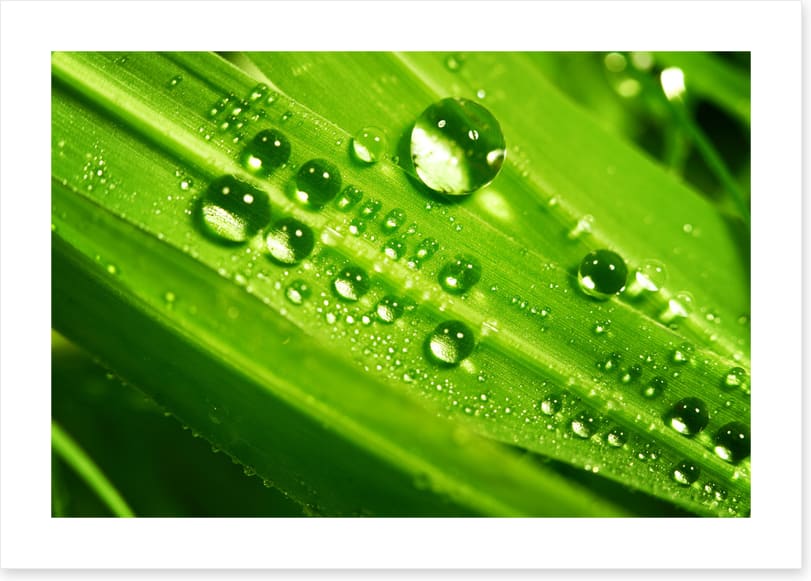 Leaves