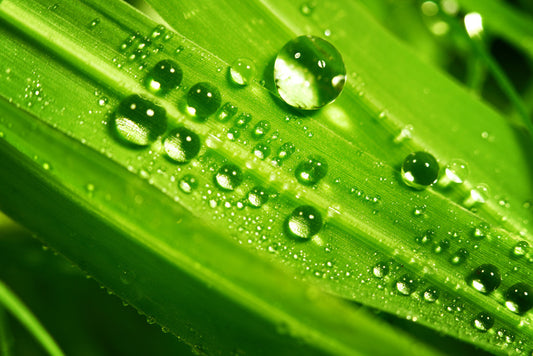 Leaves
