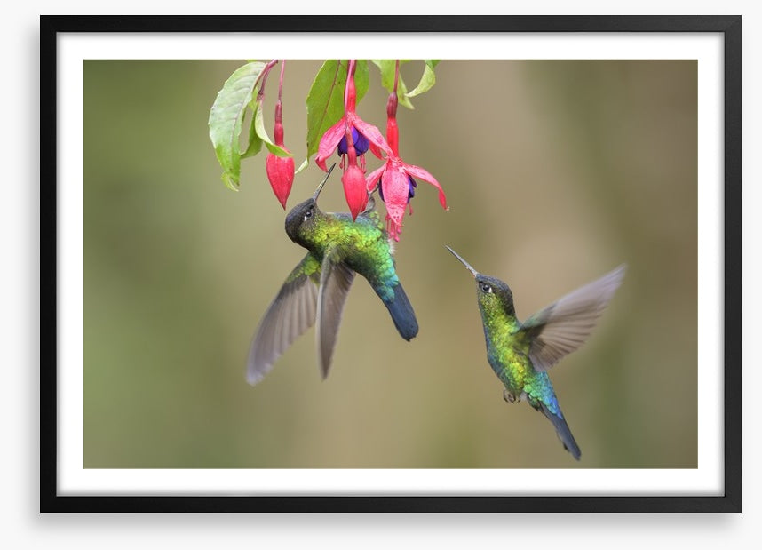 Fiery throated hummingbirds