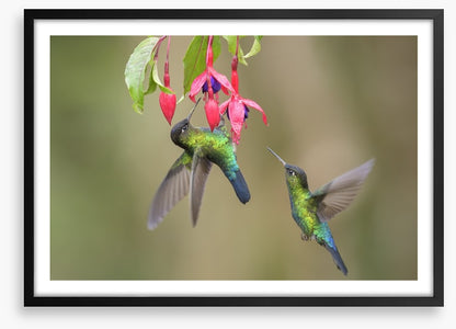 Fiery throated hummingbirds