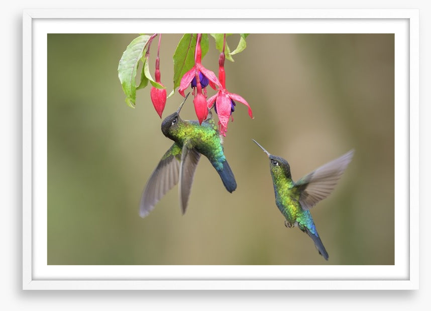 Fiery throated hummingbirds