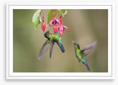 Fiery throated hummingbirds