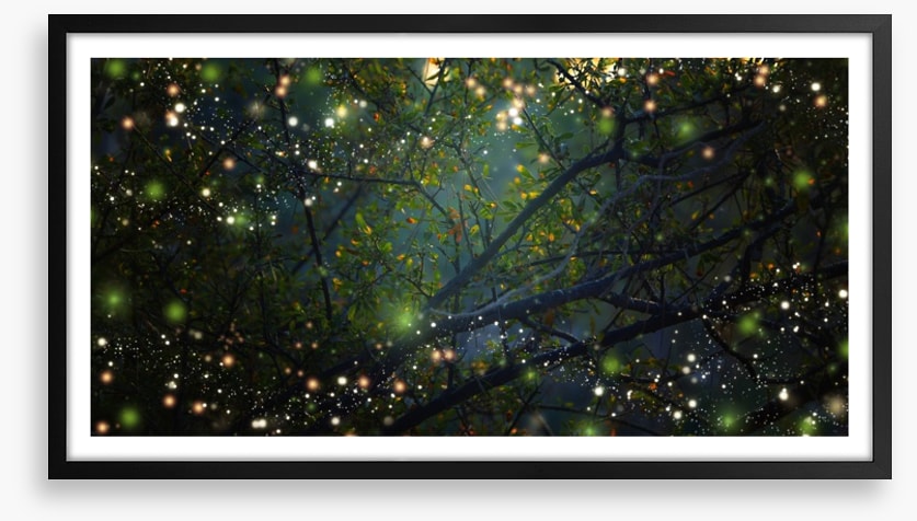 In the firefly forest