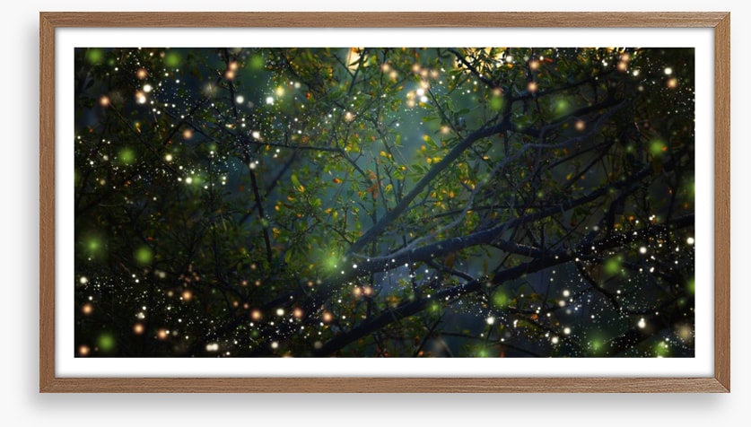 In the firefly forest