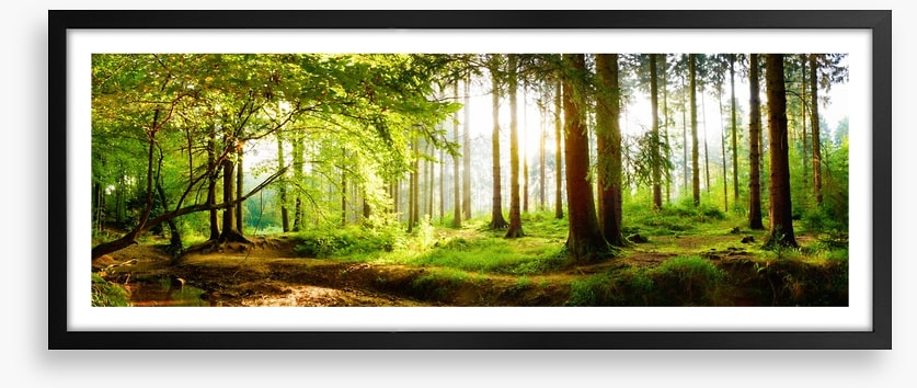 Idyll light