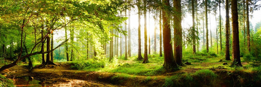 Idyll light